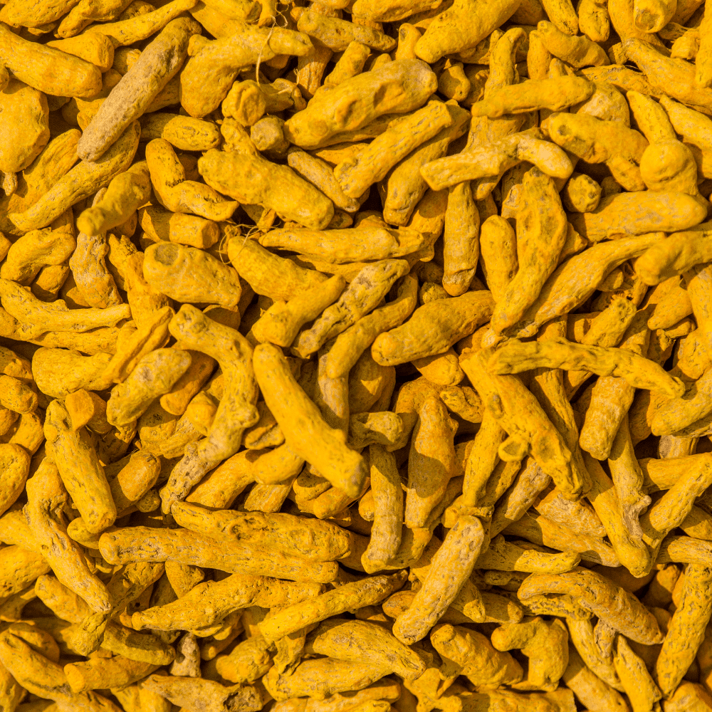 turmeric finger exporter