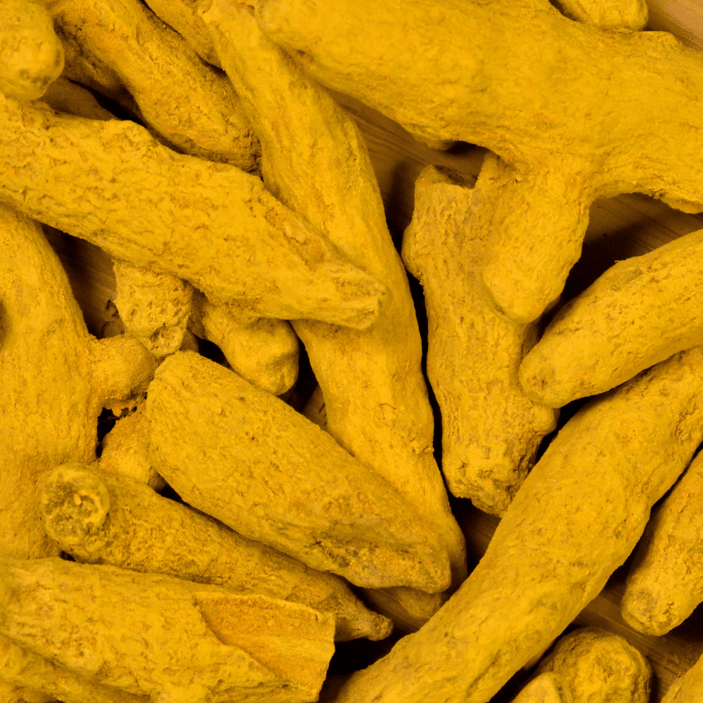 turmeric finger exporter