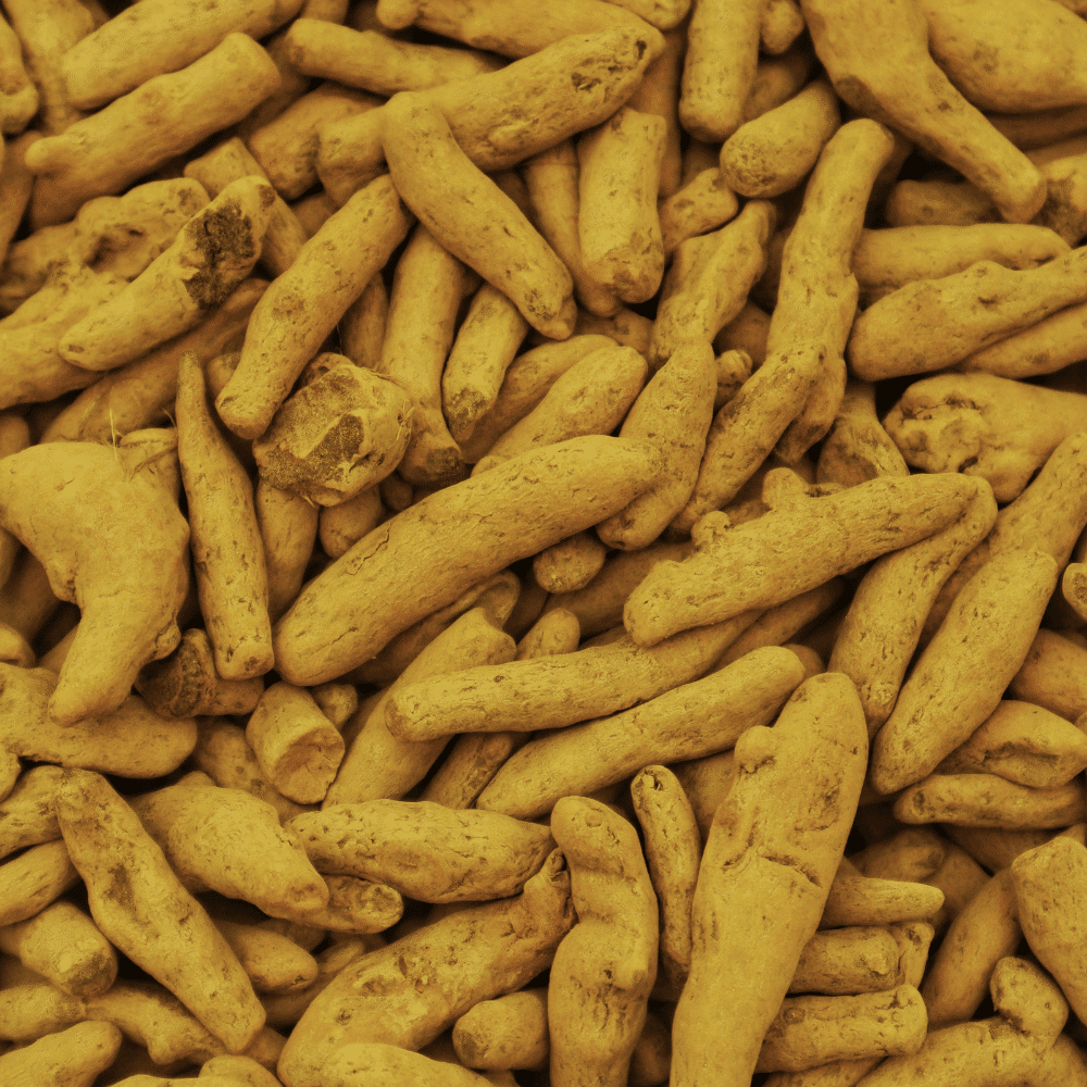 turmeric finger exporter