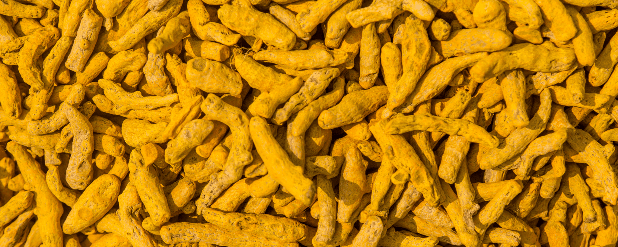 Turmeric Finger Exporters in India Turmeric Powder Manufacturers