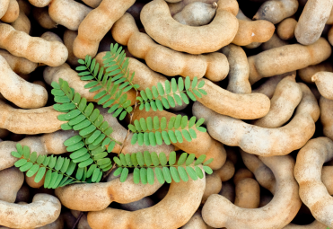 tamarind exporters from india