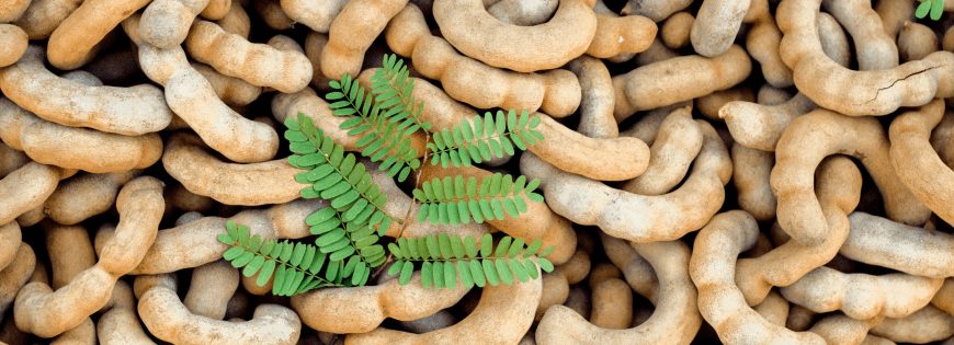 tamarind exporters from india