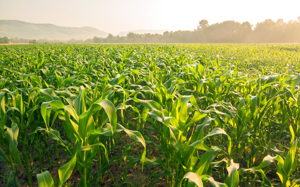 Sweet Corn Exporters from India