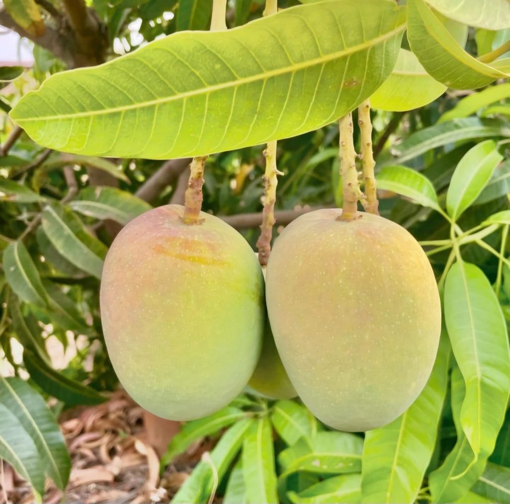 alphonso mango pulp near me