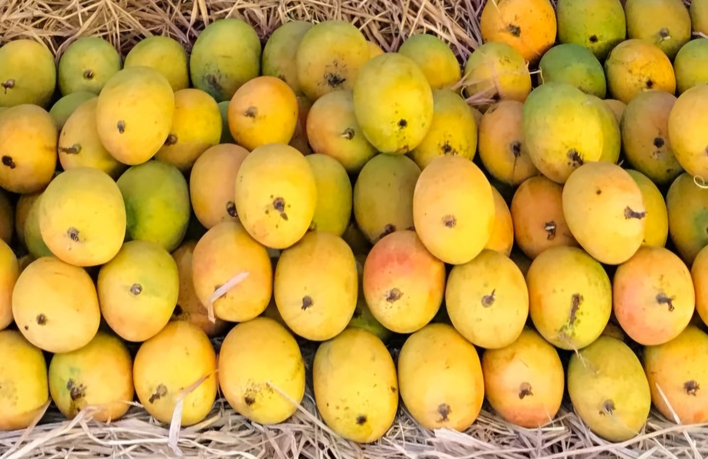 alphonso mango pulp