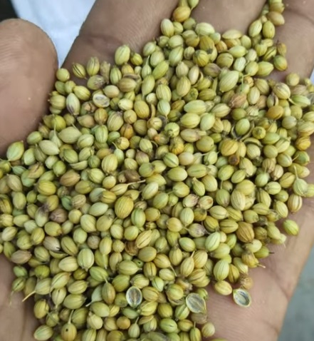 coriander seeds gondal