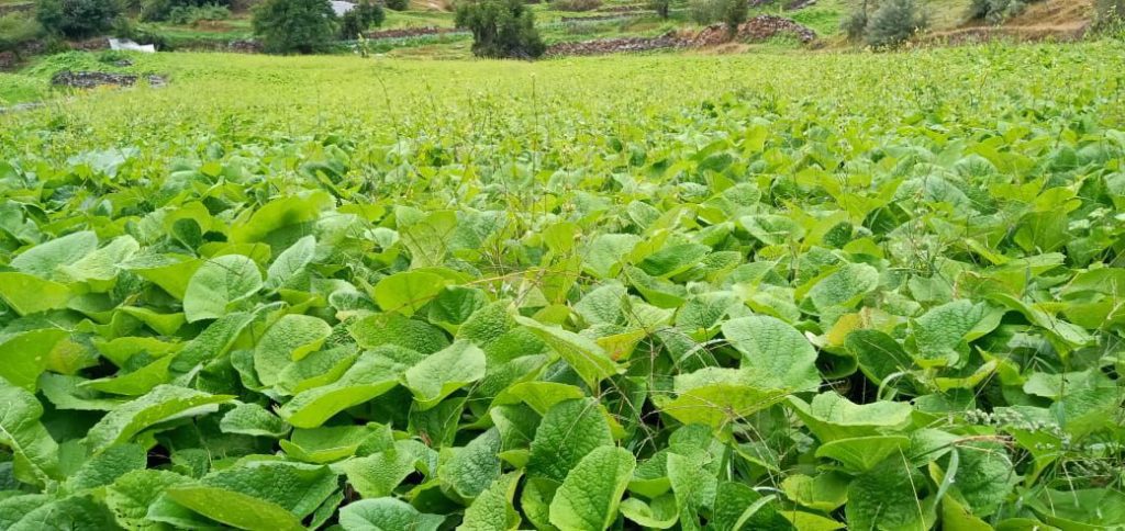 costus root farm