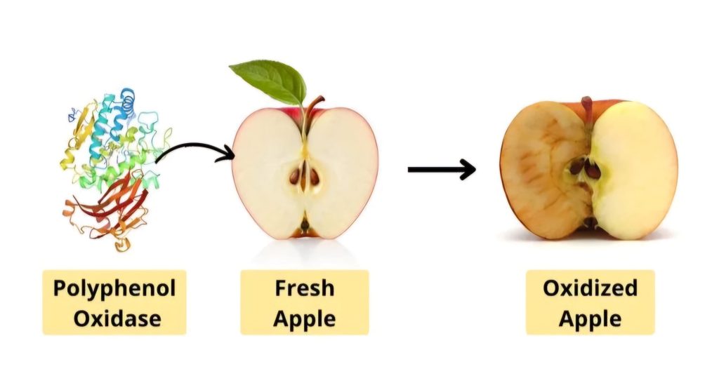 food processing industry