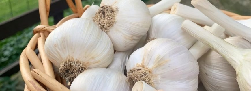 organic garlic